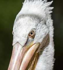 Portrait of a pelican in the park