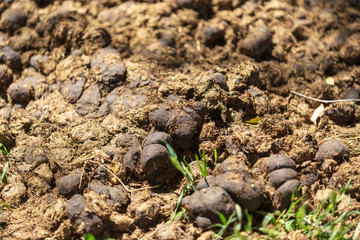 Dung animal on the ground in nature