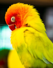 Portrait of a parrot in a cage
