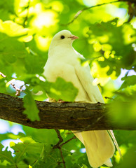 A dove sits on a tree branch in summer