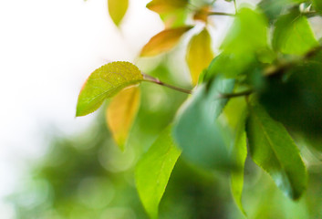 Beautiful green leaves on a tree branch