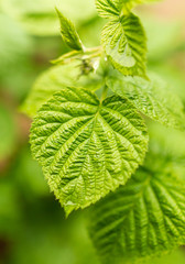 Beautiful green leaves on raspberries in nature