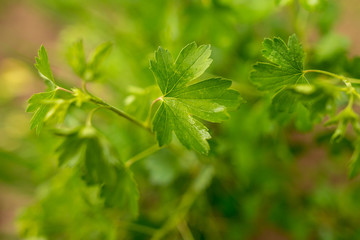 Beautiful green leaves of parsley on nature