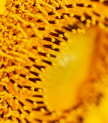 Yellow sunflower on nature as a background
