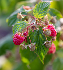 Red ripe raspberries in the garden.