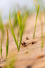 Obraz premium Green grass grows in the sand