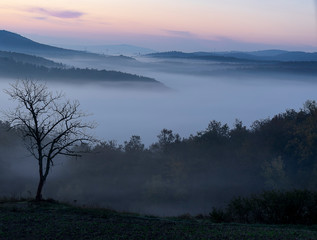 Albero nella nebbia mattutina