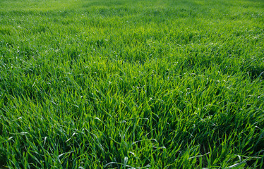 Green grass