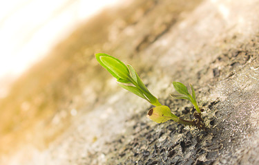 The growing of plant