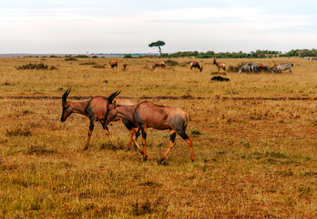 Impalas in the jungle of Kenya under a cloudy sky