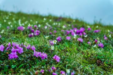 백두산 천지 만년초 꽃