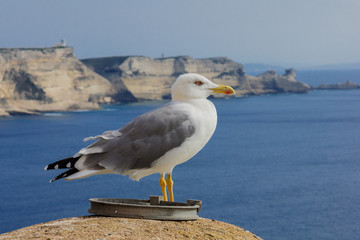 Seagull, Bonifacio