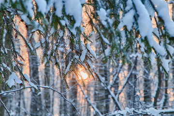 Spruce branches in the winter forest on the background of the sun