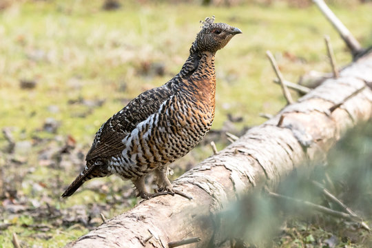 Auerhuhn