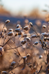 ice on dry grass