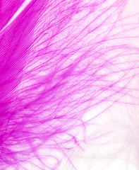 purple feathers on a white background
