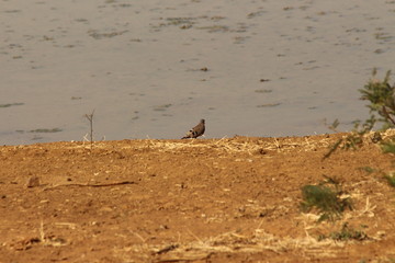 Emeral spotted wood-dove