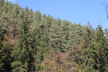 Autumn golden forest