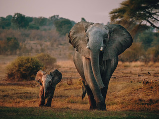 Elefantenkuh mit Jungem auf dem Weg zum Wasserloch, Senyati Safari Camp, Botswana