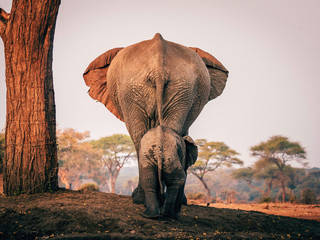 Elefantenkuh mit Jungtier in Linie, Senyati Safari Camp, Botswana
