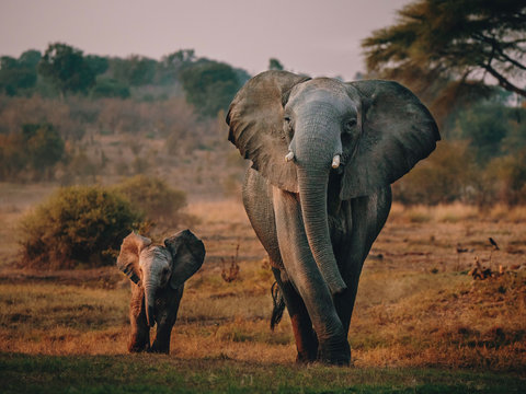 Fototapeta Elefantenkuh mit Jungem auf dem Weg zum Wasserloch, Senyati Safari Camp, Botswana
