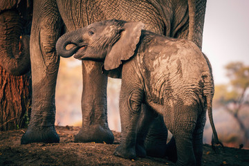 Elefantenbaby mit Mutter, Senyati Safari Camp, Botswana