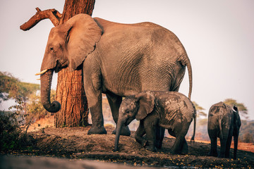 Elefantenkuh mit 2 Jungen, Senyati Safari Camp, Botswana