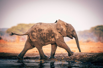 Elefantenbaby am Wasserloch, Senyati Safari Camp, Botswana