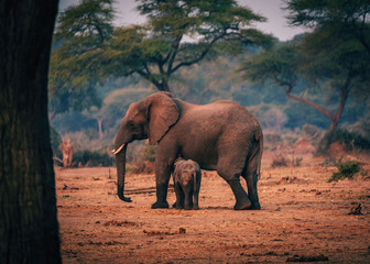 Fototapeta na wymiar Elefantenkuh mit säugendem Jungtier, Senyati Safari Camp, Botswana