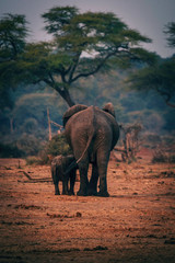 Fototapeta na wymiar Elefantenkuh mit Jungem, Senyati Safari Camp, Botswana