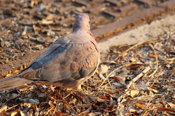 Laughing dove in South Africa