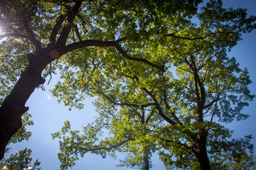 Blick durch dichtes Blätterwerk in den tiefblauen Himmel, Kontemplation und Mediation