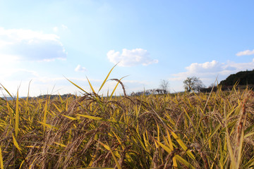 稲と青空