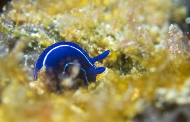 Blue sea slug Felimare orsinii