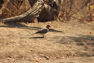 Laughing dove in South Africa