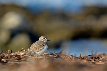 Greater Sand Plover (Charadrius leschenaultii), Greece	