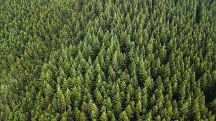 Drone top view of green pine trees in forest in Portugal.