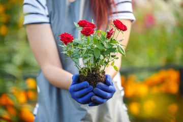 Photo of agronomist woman holding roses in garden