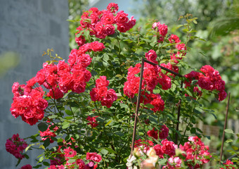 Bright red flowers of rose bush in sunlight.