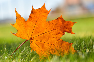 Maple leaf on green lawn in autumn sunny day, blurred background