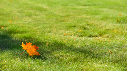 Maple leaf on green lawn in autumn sunny day, blurred background
