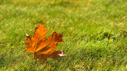 Maple leaf on green lawn in autumn sunny day, blurred background