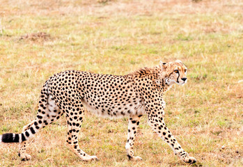 Jaguar in the jungle of Kenya under a cloudy sky