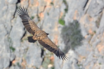 Griffon Vulture - Gyps fulvus, Crete	