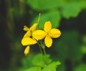 Yellow flower in a summer garden