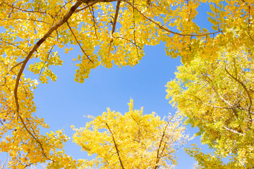 真っ黄色に高揚した銀杏の葉と澄んだ青い空