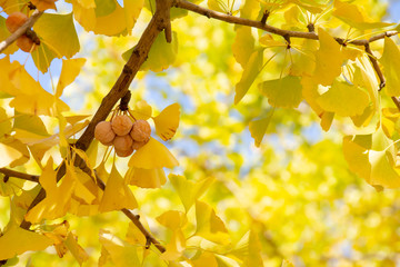 黄色く色づいたイチョウの葉と実である銀杏