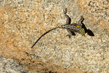 Namib rock agama - female