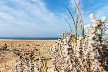 Wild grass in sand by Atlantic ocean , Nazare, Portugal.
