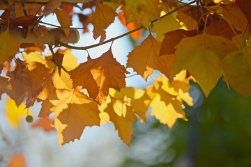 Yellow Leaves